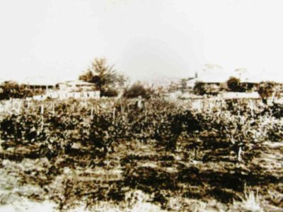 George-Slater-vineyard historical-homestead-goomalling, goomalling-history-records