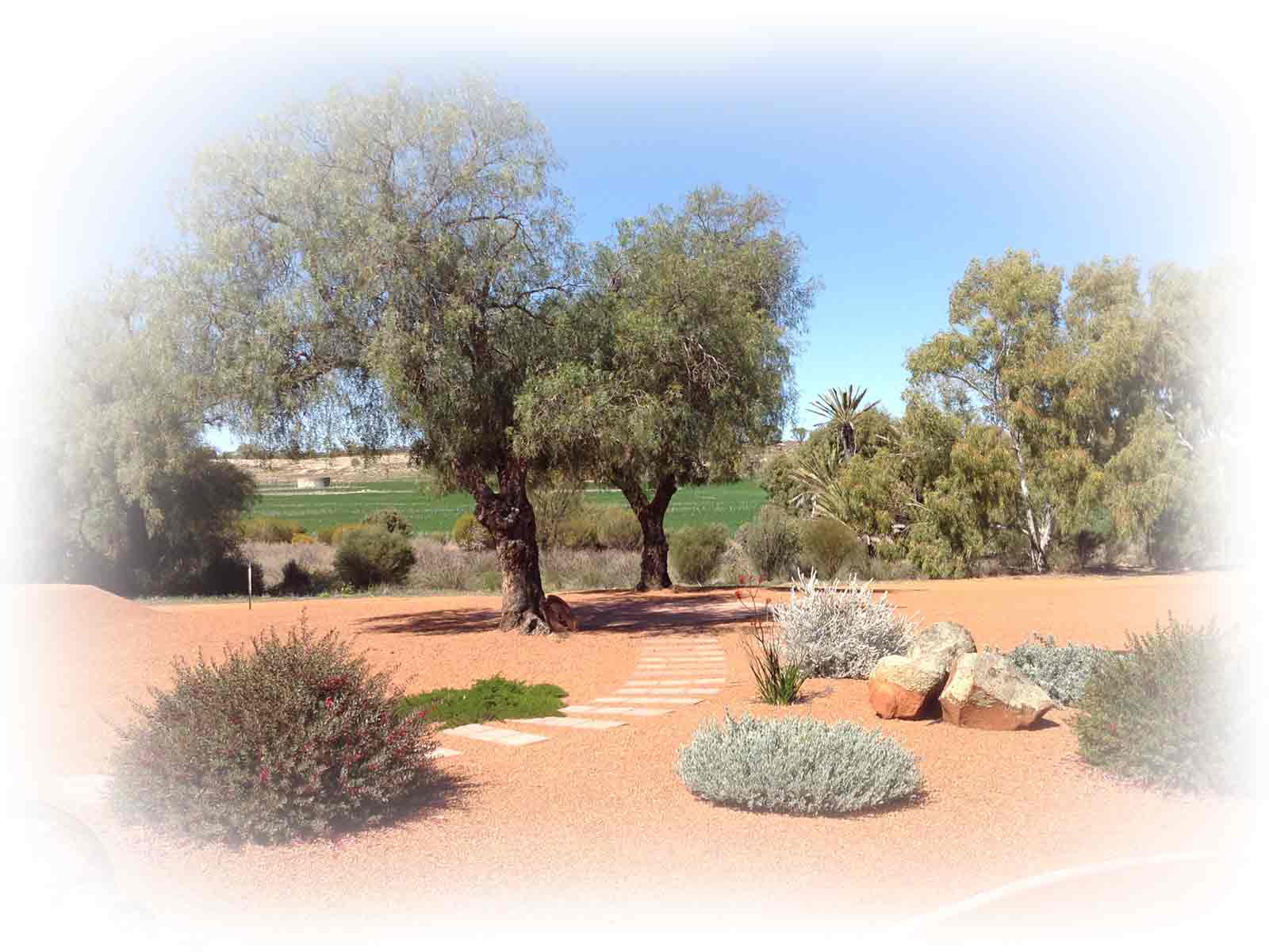 150-year-old-peppercorn-trees